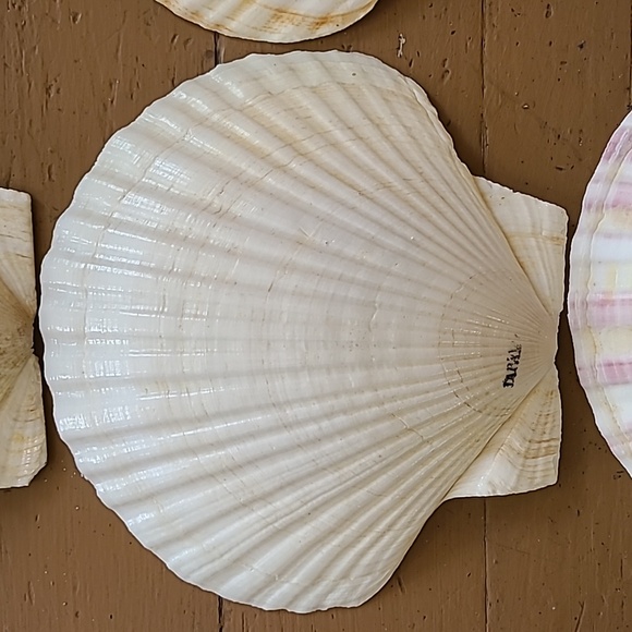 Large Scalloped Clam Shells Made in Japan - Picture 8 of 16